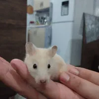 همستر|موش و خرگوش|محمدیه-قزوین, |دیوار