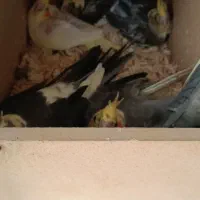 عروس هلندی جفت باجوجه