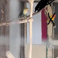 کوتوله نره معاوضه با ماده مثل خودش