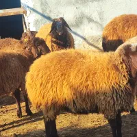 فروش بره همو ماده