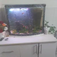 اکواریم