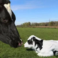 گاو و گوساله