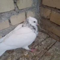 ماده الماسی تازه بند آخرخشک کرده درجه یک|پرنده|شبانکاره, |دیوار