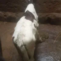 گوساله‌ماده‌شیری