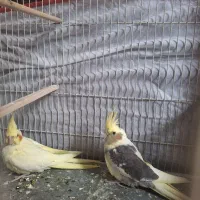 جوجه عروس هلندی 2 ماهه