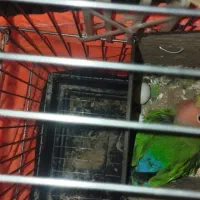 طوطی برزیلی فروشی