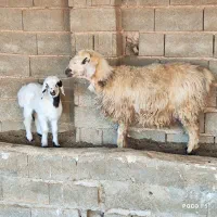 ۲ راس میش.. بره دار و ابسن