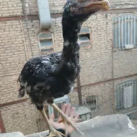 جوجه خروس و مرغ لاری