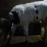 گوساله|حیوانات مزرعه|جونقان, |دیوار