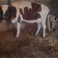 عقیلی روستای چم عربان|حیوانات مزرعه|شوشتر, |دیوار