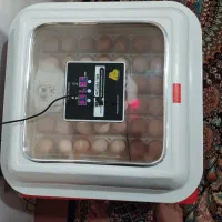 تخم مرغ نطفه دار|حیوانات مزرعه|کوهسار (البرز), |دیوار