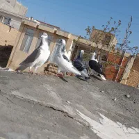 چهار پرنده پرشی