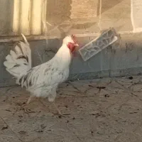 حیوانات مزرعه