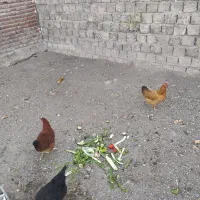 فروش مرغ روستای تخمگذار