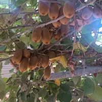 فروش کیوی حدود 60کیلو|خوردنی و آشامیدنی|قائمشهر, |دیوار