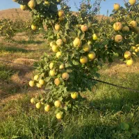 زمین چسب بافت روستا|فروش دفتر صنعتی، کشاورزی، تجاری|فیروز, |دیوار