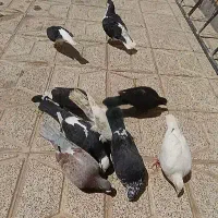 کبوتر کفتر
