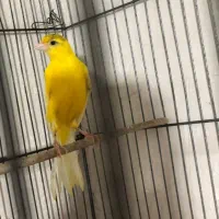 قناری طلایی نر|پرنده|فسا, |دیوار