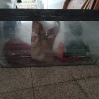 آکواریوم شیشه ای