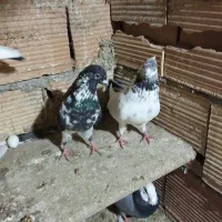 کبوتر‌اسمان