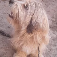 سگ خانگی پی سی