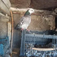 کبوتر تهرانی|پرنده|هندمینی, |دیوار