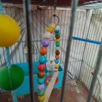 یک عدد مرغ عشق به رقص و دستی و یک عدد فنچ