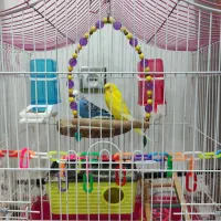 فروش مرغ عشق