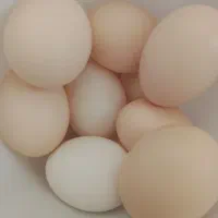 تخم مرغ محلی تازه