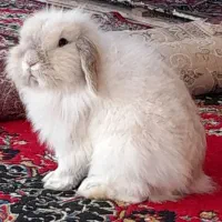 خرگوش لوپ بالغ|موش و خرگوش|کوچصفهان, |دیوار