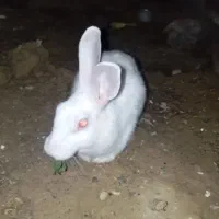 خرگوش