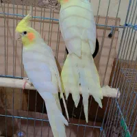 عروس پاریس لوتینیو