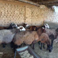 گوسفند و میش آبستن جوان فشندی