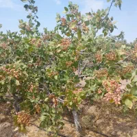 سلام ملک کشاورزی صنعتی کارگاهی قنوات|فروش دفتر صنعتی، کشاورزی، تجاری|قنوات, |دیوار