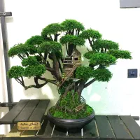 درخت جاودان طبیعی سایز بزرگ گل طبیعی درختچه