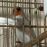 سره کرمونی چهار ساله