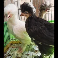 جوجه اردک در همه رنگ به صورت تک  جوجه مرغ وارداتی|حیوانات مزرعه|تهران, نیروی هوایی (پیروزی)|دیوار