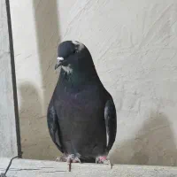 کفتر|پرنده|نهاوند, |دیوار