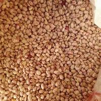 لوبیا چیتی|عمده‌فروشی|بروجرد, |دیوار