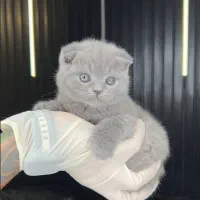 گربه های اصیل بندرعباس