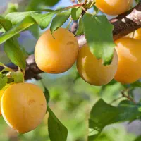 نهالستان الفتی و نصیری