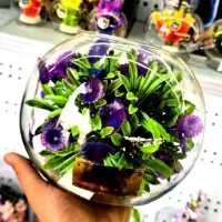 ماهی گلدفیش|ماهی|شاهرود, |دیوار