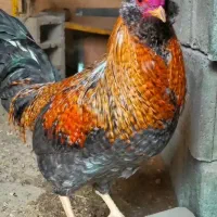 خروس گلین و محلی و...|حیوانات مزرعه|زمکان, |دیوار