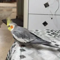 عروس هلندی|پرنده|کهریزک, |دیوار