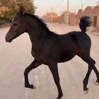 کره نریون عرب دوسر