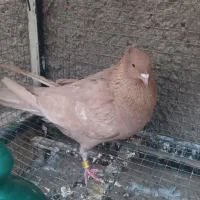 نروماده زرد|پرنده|خمینی‌شهر, |دیوار