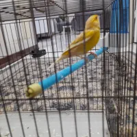 قناری نر|پرنده|پردیس, فاز ۸|دیوار