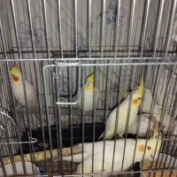 عروس هلندی مولد