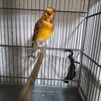 سهره قناری|پرنده|اسلام‌شهر, شهرک سالور|دیوار