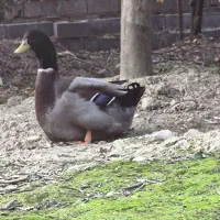 اردک روئن وارداتی درجه یک|حیوانات مزرعه|قائمشهر, |دیوار